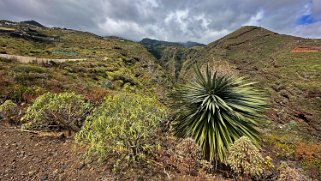 Barranco Hondo de Nogales - La Palma La Palma 2024